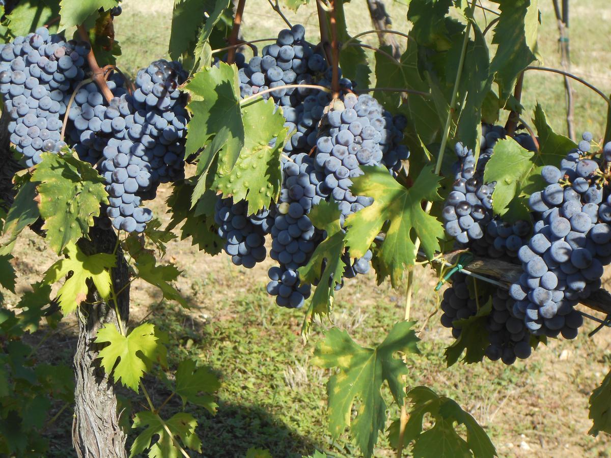 Agriturismo Circugnano Grassina Buitenkant foto